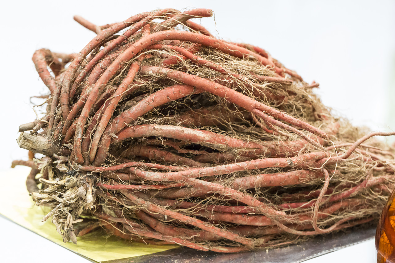 Salvia miltiorrhiza is a medicinal herb.